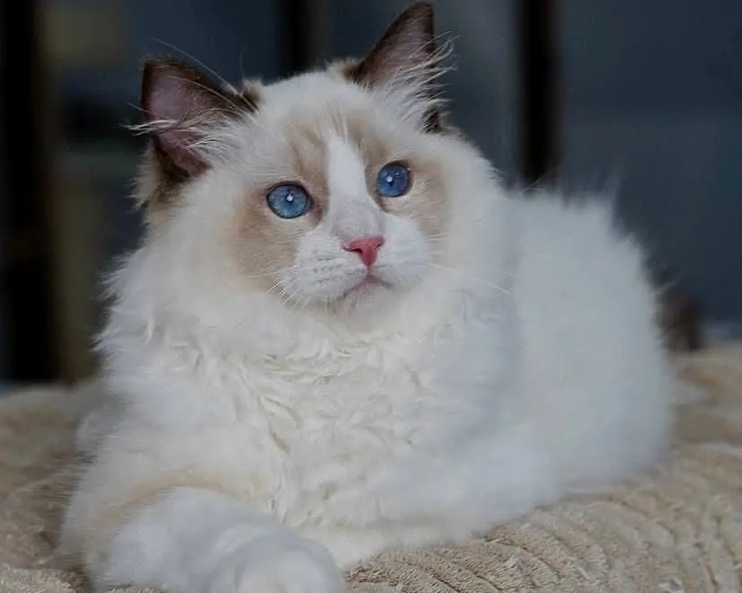 Kocurek ragdoll z rodowodem TICA, Dolnośląskie, Przemków