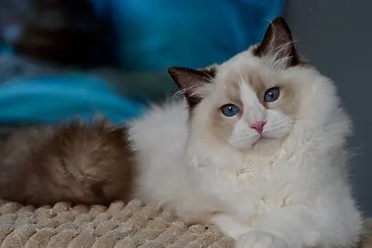 Kocurek ragdoll z rodowodem TICA, Dolnośląskie, Przemków