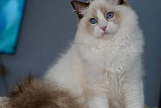 Kocurek ragdoll z rodowodem TICA, Dolnośląskie, Przemków