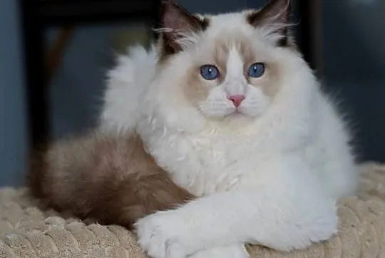 Kocurek ragdoll z rodowodem TICA, Dolnośląskie, Przemków