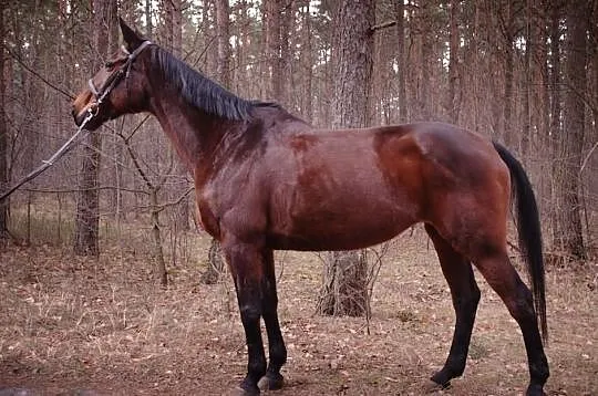 Klacz do małego sportu