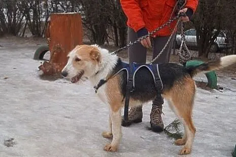 Lubi- ma tylko rok- szuka domu/rodziny!!,  warmińs