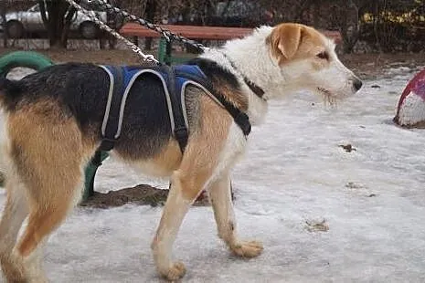 Lubi- ma tylko rok- szuka domu/rodziny!!,  warmińs