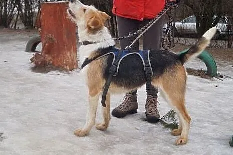 Lubi- ma tylko rok- szuka domu/rodziny!!,  warmińs