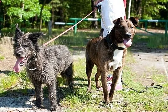 Cudna Sara z niezliczoną ilością energii :) Adoptu