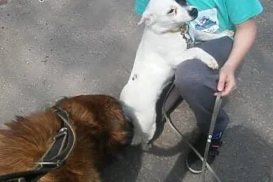 Maleńka sunia wysterylizowana szuka domku!!,  śląs