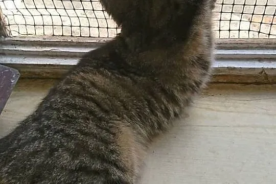Roczna kotka Pchełka szuka domu