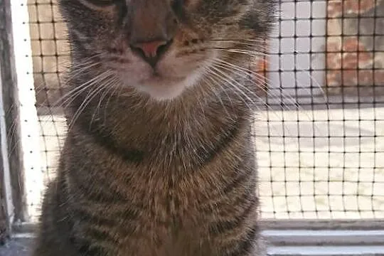 Roczna kotka Pchełka szuka domu