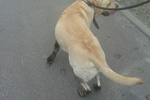 Oddam pieska rasy Labrador,  małopolskie Tarnów