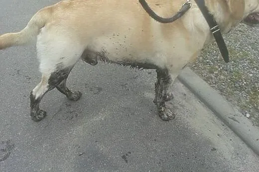 Oddam pieska rasy Labrador,  małopolskie Tarnów