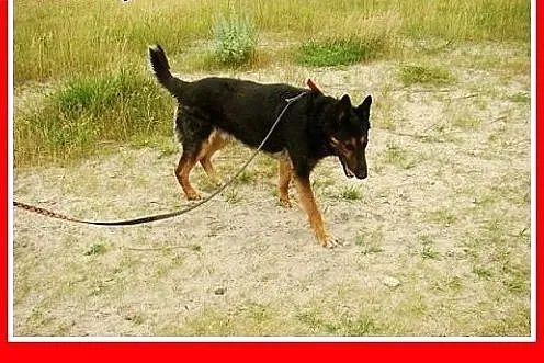 Owczarek staroniemiecki,wierny,przyjazny,odważny,c