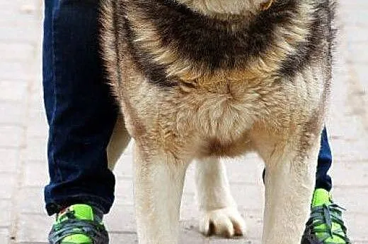 HEKTOR przepiękny alaskan malamut szuka domu, mazowieckie Warszawa