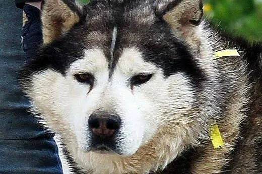 HEKTOR przepiękny alaskan malamut szuka domu,  maz