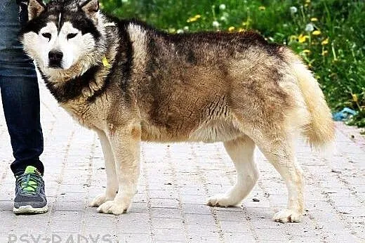 HEKTOR przepiękny alaskan malamut szuka domu,  maz