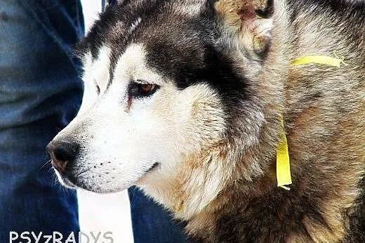 HEKTOR przepiękny alaskan malamut szuka domu,  maz