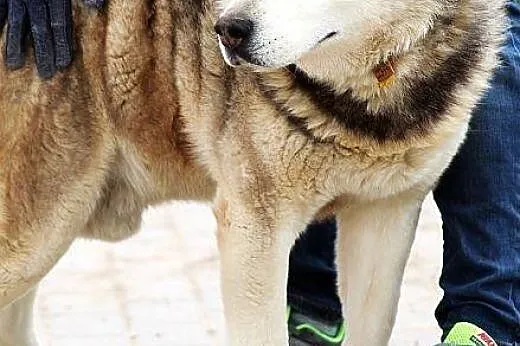 HEKTOR przepiękny alaskan malamut szuka domu,  maz