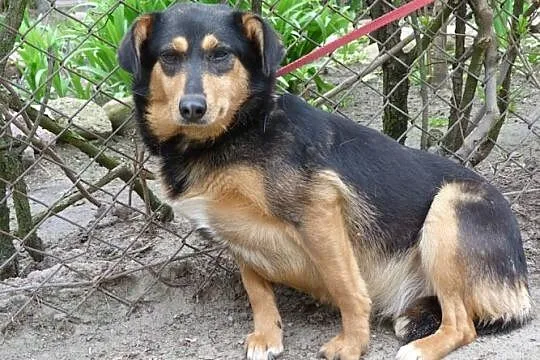 Młoda, akceptująca DZIECI I PSY Lena, psi ANIOŁ szuka domu!