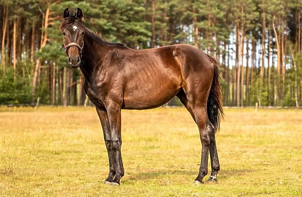 Sprzedam 2 letnią klacz rasy Zangersheide - Quince Hanna Z, , Bobrowice