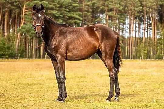Sprzedam 2 letnią klacz rasy Zangersheide - Quince Hanna Z, , Bobrowice