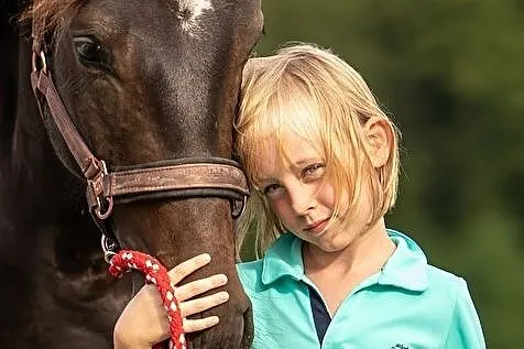 Sprzedam 2 letnią klacz rasy Zangersheide - Quince Hanna Z, , Bobrowice