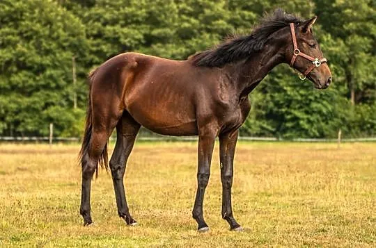 Sprzedam 2 letnią klacz rasy Zangersheide - Quince Hanna Z, , Bobrowice