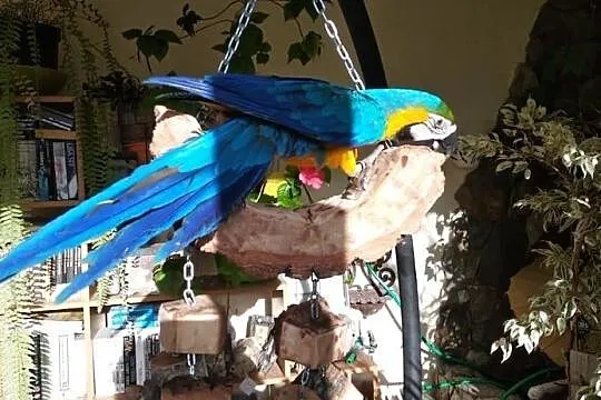 Huśtawki naturalne dla duzych papug, Bochnia