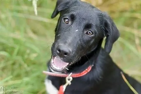 5 miesięczna Czika SZCZENIAK, wesoła i sympatyczna ADOPCJA,  Kundelki cała Polska