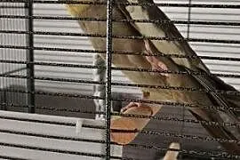 Nimfa papuga gwiazda piosenki