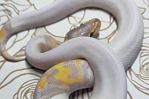 Wąż pyton królewski, python regius samiec