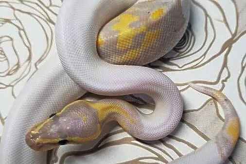 Wąż pyton królewski, python regius samiec, Dolnośląskie, Wrocław