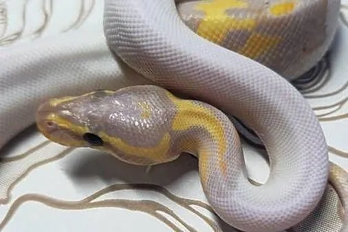 Wąż pyton królewski, python regius samiec, Dolnośląskie, Wrocław