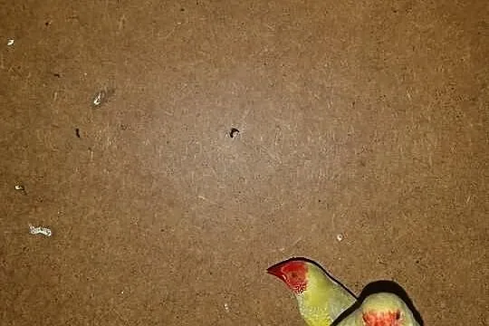 Sprzedam astryldy trzcinowe