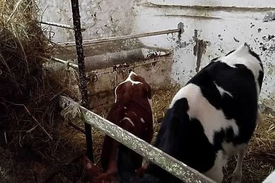 Sprzedam cielaki polskie z własnego gospodarstwa