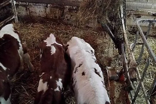 Sprzedam cielaki polskie z własnego gospodarstwa, Dolnośląskie, Ogonowice