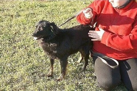 Piesek wyrwany z KLEMBOWA szuka rodziny