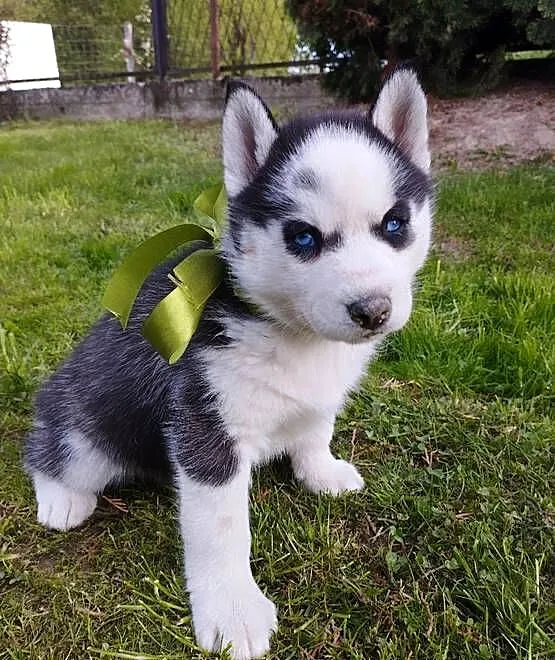 Husky szczenięta, Małopolskie, Lipnica Górna