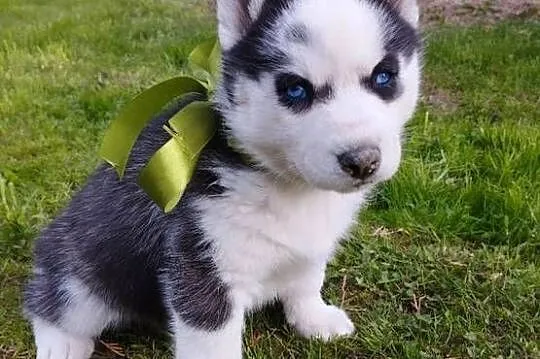 Husky szczenięta, Małopolskie, Lipnica Górna