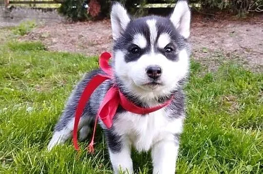 Husky szczenięta, Małopolskie, Lipnica Górna