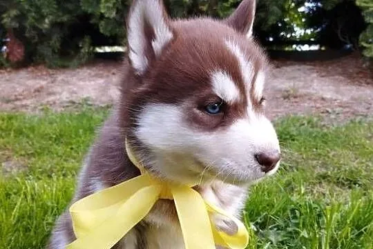 Husky szczenięta, Małopolskie, Lipnica Górna
