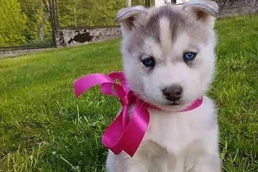 Husky szczenięta, Małopolskie, Lipnica Górna