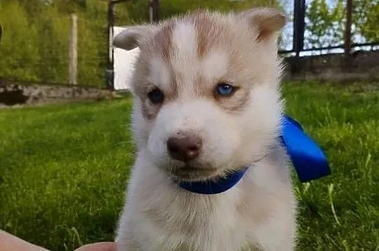 Husky szczenięta, Małopolskie, Lipnica Górna