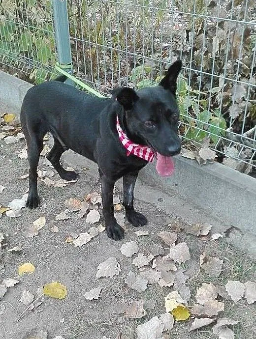 Salvo - średni, przyjazny pies - do adopcji, mazo