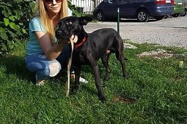 Salvo - średni, przyjazny pies - do adopcji,  mazo