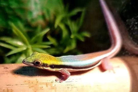 Sprzedam samca Phelsuma Klemmeri z terrarium, Dolnośląskie, Wrocław