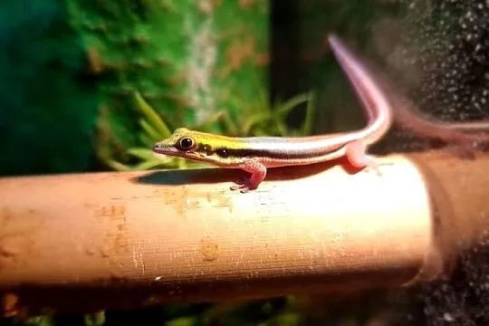 Sprzedam samca Phelsuma Klemmeri z terrarium, Dolnośląskie, Wrocław