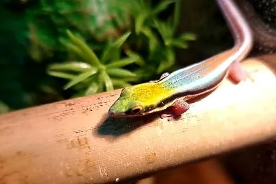 Sprzedam samca Phelsuma Klemmeri z terrarium, Dolnośląskie, Wrocław