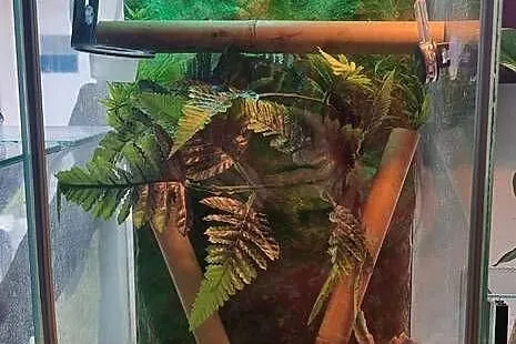 Sprzedam samca Phelsuma Klemmeri z terrarium, Dolnośląskie, Wrocław