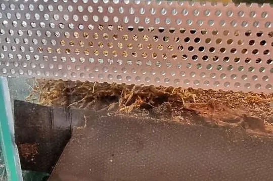 Sprzedam samca Phelsuma Klemmeri z terrarium, Dolnośląskie, Wrocław