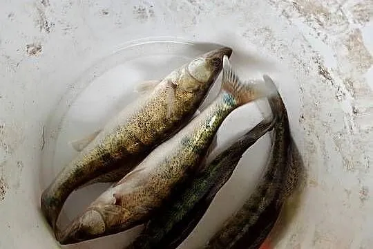 Narybek sandacz karp amur