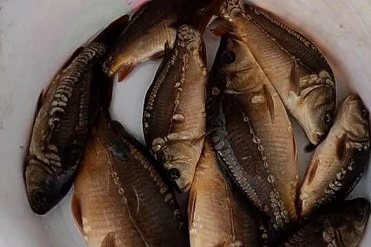 Narybek sandacz karp amur, Podkarpackie, Rakszawa